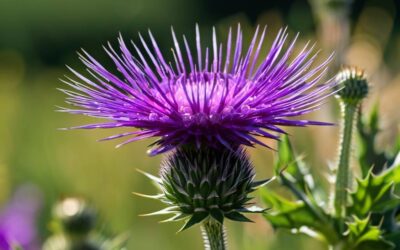 Do czego służy ostropest i jak może wspierać nasze zdrowie?