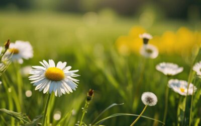 Jak rozpoznać mniszek lekarski i mlecz polny na łące?