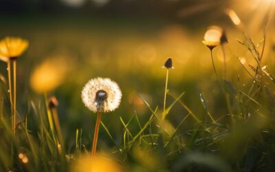 Jakie cenne składniki skrywa w sobie mniszek lekarski?