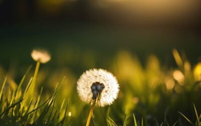 Kiedy rośnie mniszek lekarski i jak go rozpoznać?