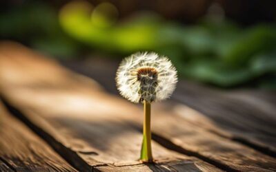 Na co stosujemy korzeń mniszka lekarskiego?