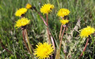 Jak odróżnić mniszek lekarski od mlecza?