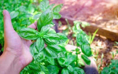 Bazylia kiedy zbierać, aby cieszyć się jej pełnym aromatem?