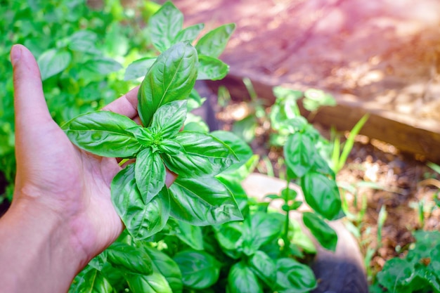 Bazylia kiedy zbierać, aby cieszyć się jej pełnym aromatem?