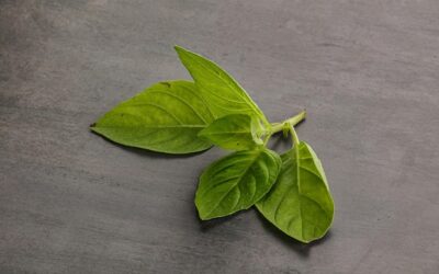 Co lubi bazylia i gdzie najlepiej ją uprawiać?