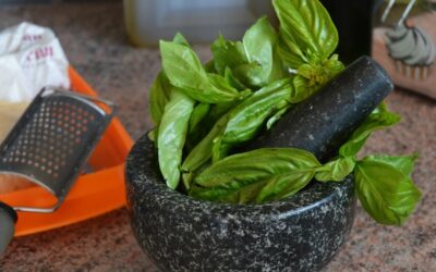 Czy bazylia jest rośliną wieloletnią?