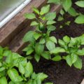 Czy bazylię można sadzić w ogrodzie?