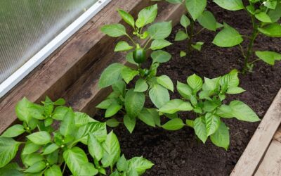 Czy bazylię można sadzić w ogrodzie?