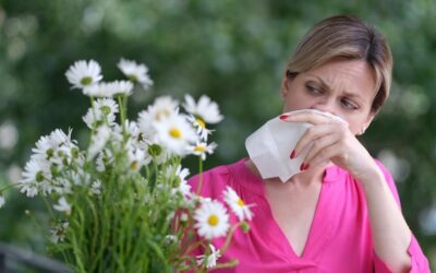 Czy rumianek jest dobry na opuchliznę?