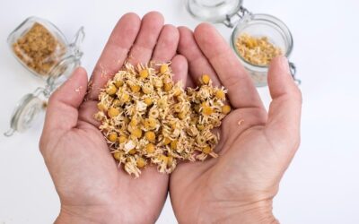 Czy rumianek pomaga schudnąć?