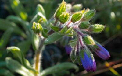 Czy szałwia jest moczopędna i kiedy warto ją stosować?