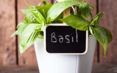 Ile czasu rośnie bazylia w domowych warunkach?