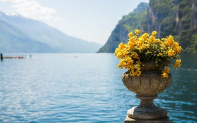 Ile można pić rumianku i kiedy warto zrobić przerwę?