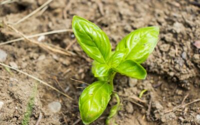 Ile rośnie bazylia z nasion i od czego to zależy?