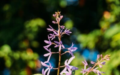 Jak długo kwitnie szałwia i od czego to zależy?