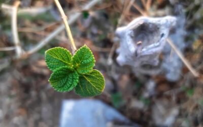 Jak działa szałwia i jakie właściwości kryje ta roślina?