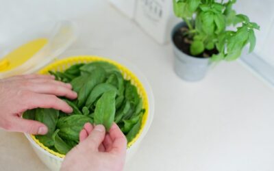 Jak obrywać liście bazylii, by roślina rosła bujniej?