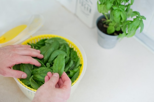 Jak obrywać liście bazylii, by roślina rosła bujniej?