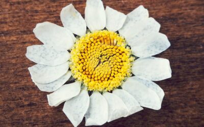 Jak rozpoznać kwiat jak rumianek i do czego go wykorzystać?