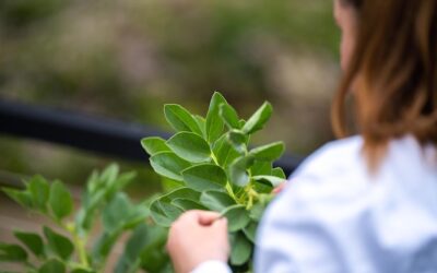 Jak uprawiać szałwię w przydomowym ogrodzie?