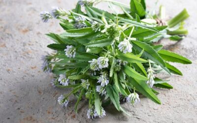 Jak wygląda biała szałwia i czym wyróżnia się na tle innych roślin?