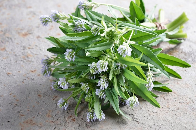 Jak wygląda biała szałwia i czym wyróżnia się na tle innych roślin?