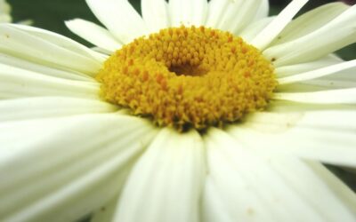 Jak wygląda kwiat rumianku i czym się wyróżnia?