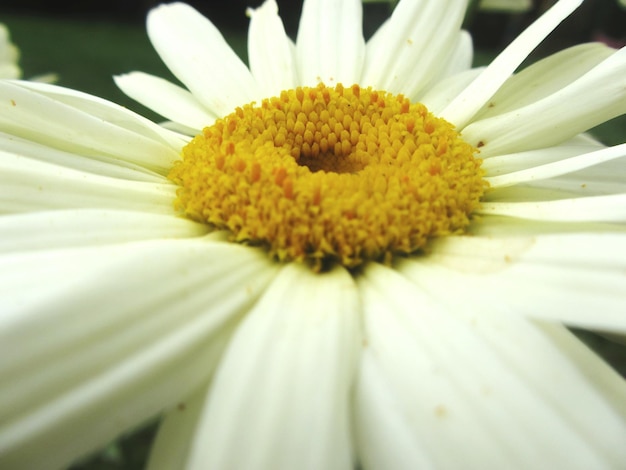 Jak wygląda kwiat rumianku i czym się wyróżnia?