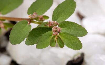 Jak wygląda liść szałwii i czym się wyróżnia?