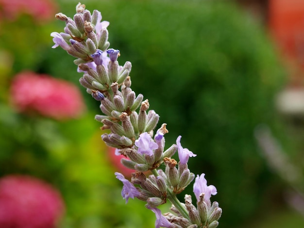 Jak wygląda szałwia ogrodowa w czasie kwitnienia?