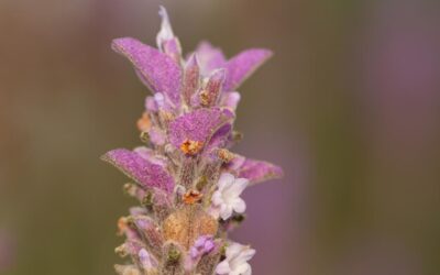 Jak wygląda szałwia omszona w ogrodzie?