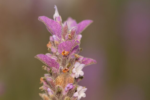 Jak wygląda szałwia omszona w ogrodzie?