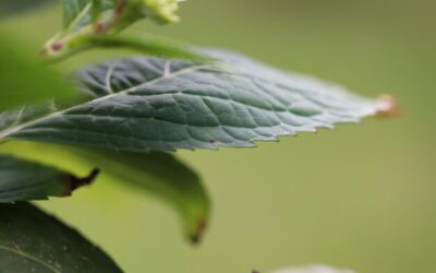 Jak wyglądają liście szałwii i czym się wyróżniają?