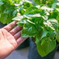 Jak zasadzić bazylię na domowym parapecie?