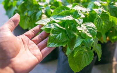 Jak zasadzić bazylię na domowym parapecie?