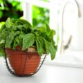 Jak zasiać bazylię w doniczce, by cieszyć się świeżymi listkami?