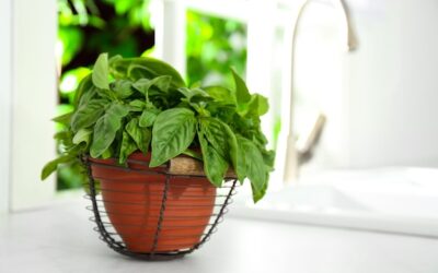 Jak zasiać bazylię w doniczce, by cieszyć się świeżymi listkami?