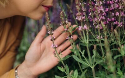 Jakie ma właściwości lecznicze szałwia lekarska?
