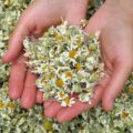 Kiedy zbierać rumianek do suszenia, aby zachował najwięcej aromatu?