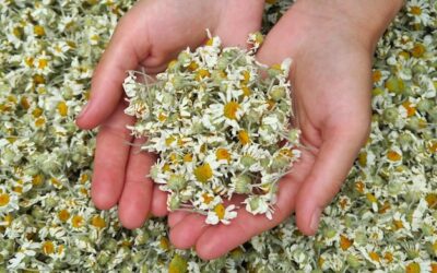 Kiedy zbierać rumianek do suszenia, aby zachował najwięcej aromatu?