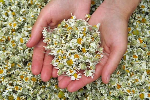 Kiedy zbierać rumianek do suszenia, aby zachował najwięcej aromatu?