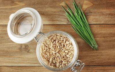 Młody jęczmień jak używać w codziennej diecie?
