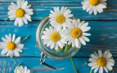 Rumianek ile razy dziennie warto pić?