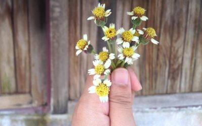 Rumianek na co szkodzi i kiedy lepiej go unikać?