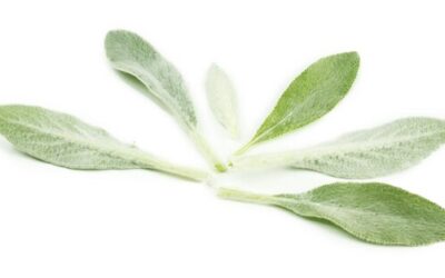 Szałwia biała jak wygląda i czym wyróżnia się wśród innych roślin?