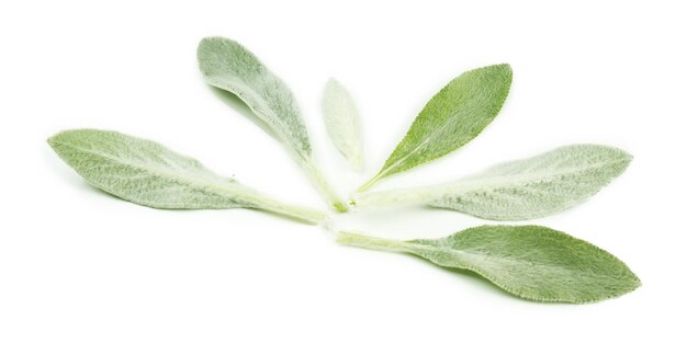 Szałwia biała jak wygląda i czym wyróżnia się wśród innych roślin?