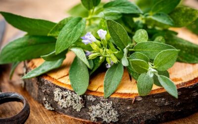 Szałwia jak dbać o tę roślinę w domowych warunkach?