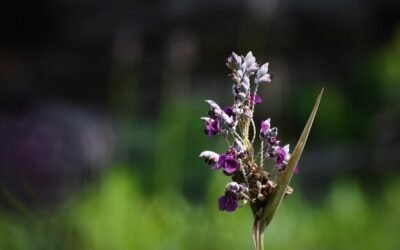 Szałwia wieszcza gdzie rośnie i jakie miejsca wybiera?