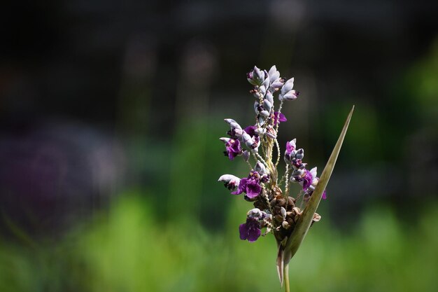 Szałwia wieszcza gdzie rośnie i jakie miejsca wybiera?