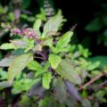 Tulsi co to jest i jakie ma zastosowanie?